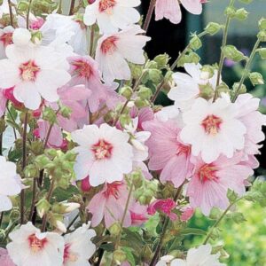 Lavatera x Clementii Dwarf 'Barnsley Baby' Perennial XXL Supersize Plug Plants Pack x3