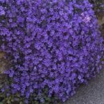 Campanula Portenschlagiana 'Clockwise Deep Blue' Perennial LARGE Plug Plants Pack x3