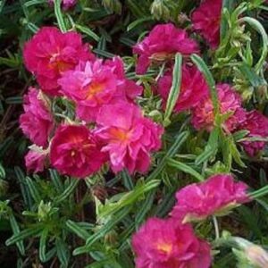 Pack x6 Helianthemum Cerise Queen (Rock Rose) Perennial Garden Plug Plants