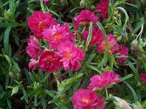 Pack x6 Helianthemum Cerise Queen (Rock Rose) Perennial Garden Plug Plants