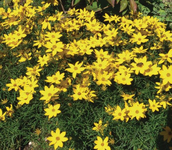Coreopsis Verticillata 'Zagreb' Perennial Plug Plants Pack x6