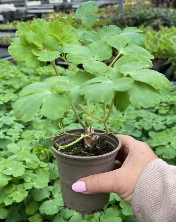 Polemonium Yezoense ‘Purple Rain Strain’ 9cm Perennials Pack x3