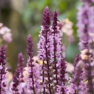 Salvia Nemerosa Caradonna Pink Inspiration 9cm Pot Plants Pack x3