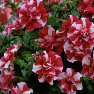 Petunia Trailing Double Tumbelina 'Scarlet Ripple' Basket / Garden Plug Plants Pack x6