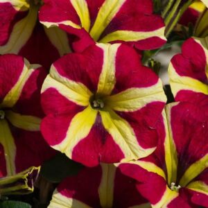 Petunia Semi Trailing 'Amore™ Queen of Hearts' Summer Garden/Basket Plug Plants Pack x6