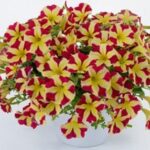 Petunia Semi Trailing 'Amore™ Queen of Hearts' Summer Garden/Basket Plug Plants Pack x6