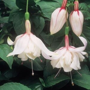 Fuchsia Trailing 'Happy Wedding Day' Summer Garden Plug Plants Pack x6