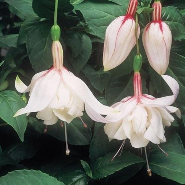 Fuchsia Trailing 'Happy Wedding Day' Summer Garden Plug Plants Pack x6