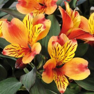 Alstroemeria Summer Paradise Series Mix 50mm Large Plug Plants Pack x3
