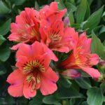 Alstroemeria Summer Paradise Series Mix 50mm Large Plug Plants Pack x3