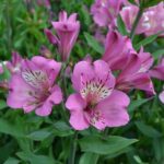 Alstroemeria Summer Paradise Series Mix 50mm Large Plug Plants Pack x3