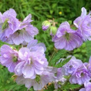 Hardy Geranium Pratense 'Cloud Nine' Perennial 9cn Pot Plants Pack x3
