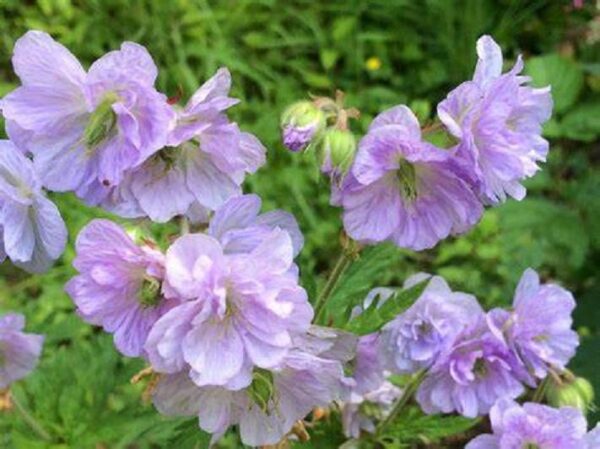 Hardy Geranium Pratense 'Cloud Nine' Perennial 9cn Pot Plants Pack x3