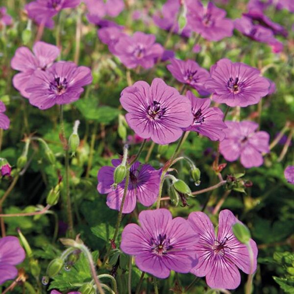 Hardy Geranium x Hybridum 'Pink Penny' Perennial LARGE Plug Plants Pack x3