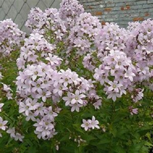 Campanula Lactiflora 'Loddon Anna' Perennial 9cm Pot Plants Pack x3