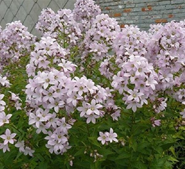 Campanula Lactiflora 'Loddon Anna' Perennial 9cm Pot Plants Pack x3