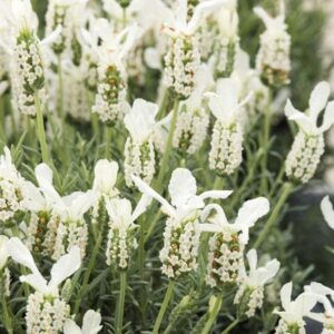 Lavender French Stochea ‘Lavita White’ Perennial Plug Plants Pack x6