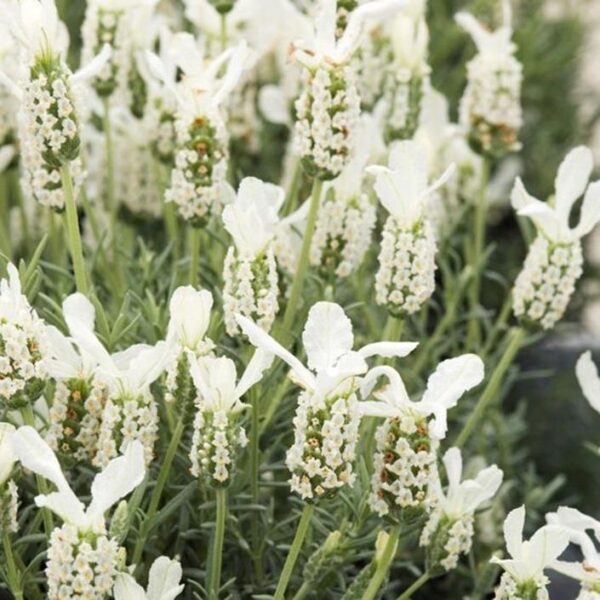 Lavender French Stochea ‘Lavita White’ Perennial Plug Plants Pack x6
