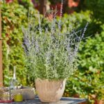 Perovskia (Russian Sage) Blue Spire 9cm Pot Perennials Pack x3