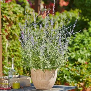 Perovskia (Russian Sage) Blue Spire 9cm Pot Perennials Pack x3
