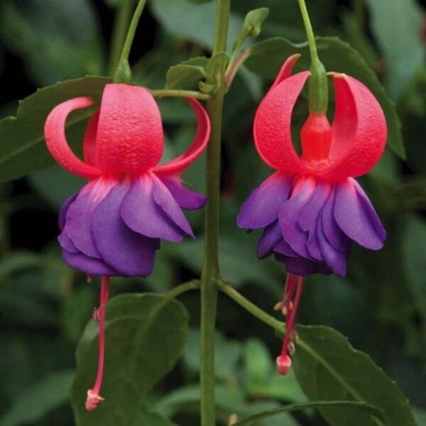 Fuchsia Hardy Bush 'Army Nurse' Summer Garden Plug Plants Pack x6
