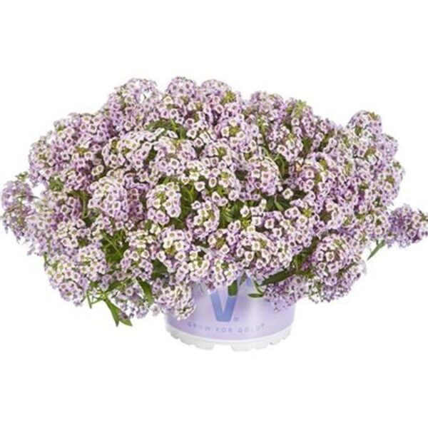 Lobularia Lucia Lavender Summer Garden Plug Plants Pack x6