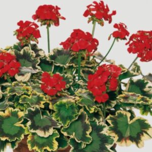 Geranium Zonal Variegated Grandeur® 'Mrs Pollock' Plug Plants Pack x6