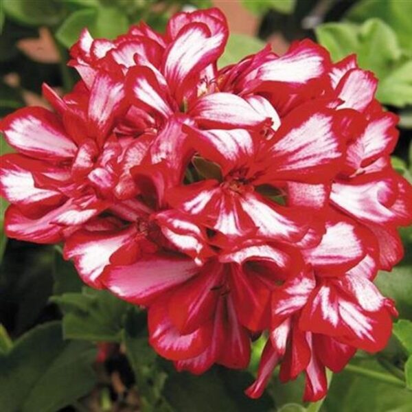 Ivy Leaf Trailing Geranium Grandeur® 'Arctic Scarlet' Plug Plants Pack x6