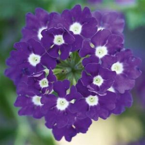 Verbena Trailing Samira® 'Blue with Eye' Summer Colour Plug Plants Pack x6