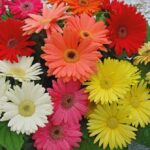 Gerbera Mega Revolution™  Select Mix Plug Plants Pack x6