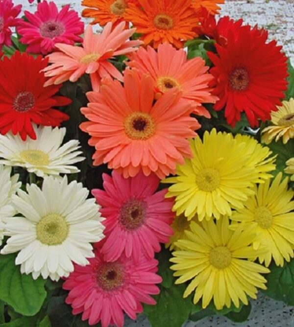 Gerbera Mega Revolution™  Select Mix Plug Plants Pack x6
