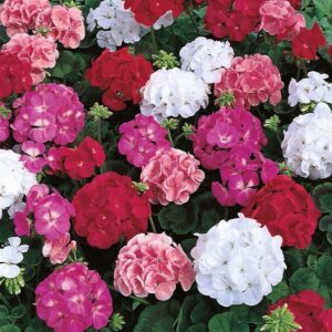 Geranium Zonal Mixed Colours Summer Garden Plug Plants Pack x6