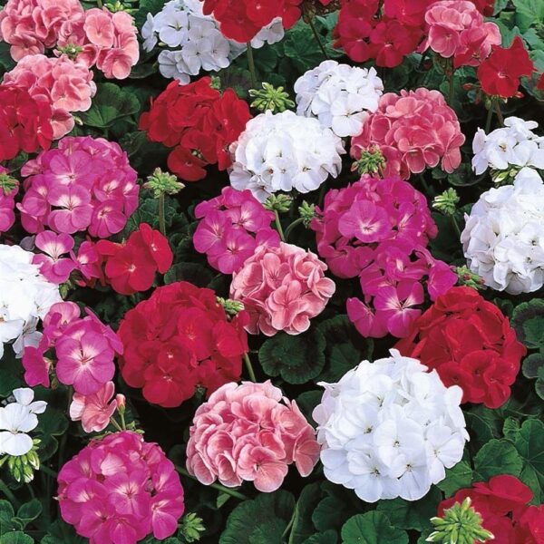 Geranium Zonal Mixed Colours Summer Garden Plug Plants Pack x6