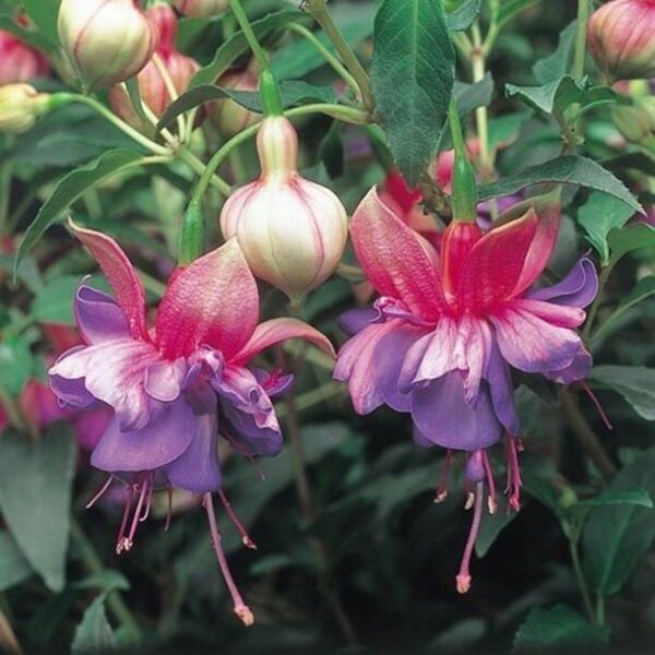 Fuchsia Upright Bush 'Winston Churchill' Summer Garden Plug Plants Pack x6