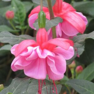 Fuchsia Upright Bush 'Heidi Anne' Summer Garden Plug Plants Pack x6