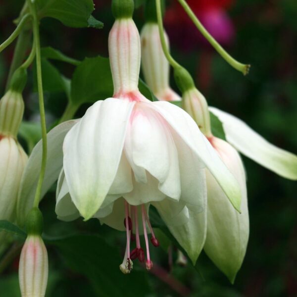 Fuchsia Trailing 'Annabelle' Summer Garden Plug Plants Pack x6