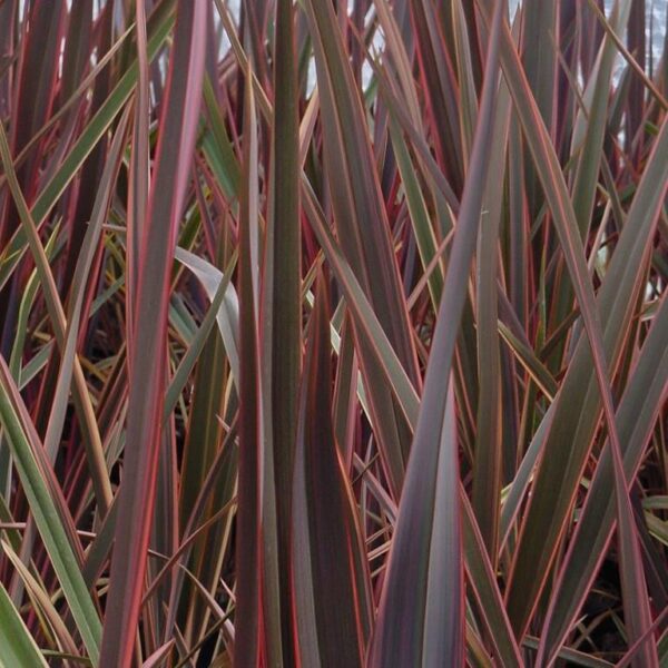 Phormium 'Maori Queen' ( Rainbow Queen) Perennial 9cm Pot Plant
