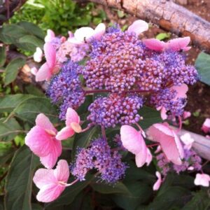Hydrangea 'Hot Chocolate' (Chocolate Leaf) 9cm Plant Pack x1