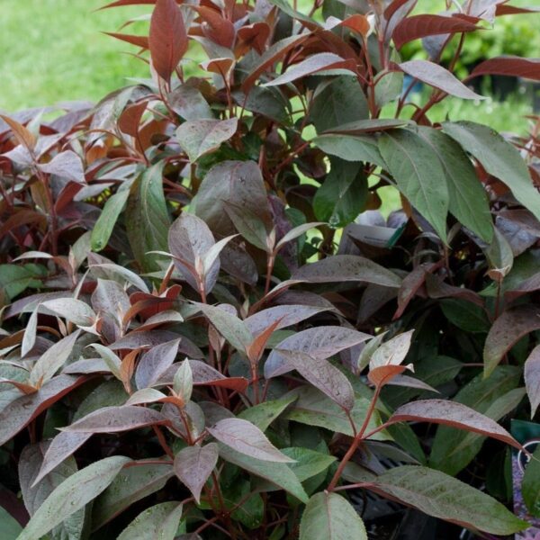 Hydrangea 'Hot Chocolate' (Chocolate Leaf) 9cm Plant Pack x1