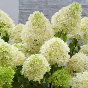 Hydrangea Paniculata ‘Skyfall' 9cm Plant Pack x1