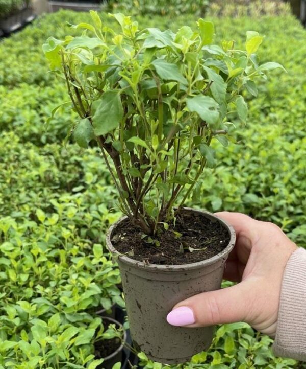 Hydrangea Paniculata ‘Skyfall' 9cm Plant Pack x1