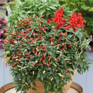 Pepper Hot 'Basket of Fire' Vegetable Plug Plants x6