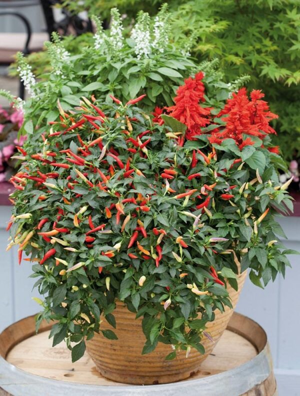 Pepper Hot 'Basket of Fire' Vegetable Plug Plants x6