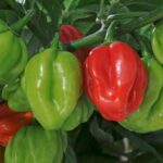 Pepper Hot 'Scotch Bonnet' Vegetable Plug Plants x6