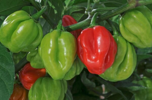 Pepper Hot 'Scotch Bonnet' Vegetable Plug Plants x6