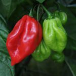Pepper Hot 'Scotch Bonnet' Vegetable Plug Plants x6