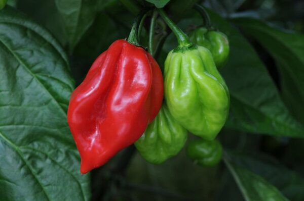 Pepper Hot 'Scotch Bonnet' Vegetable Plug Plants x6