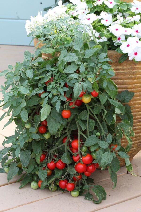 Tomato 'Tumbling Tom Red' Vegetable Plug Plants Pack x6