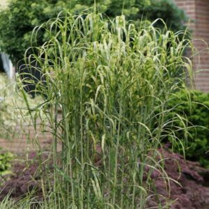 Grass Miscanthus Sinensis Alligator Perennial 90mm Pot Plants Pack x3