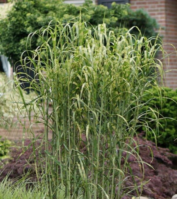 Grass Miscanthus Sinensis Alligator Perennial 90mm Pot Plants Pack x3